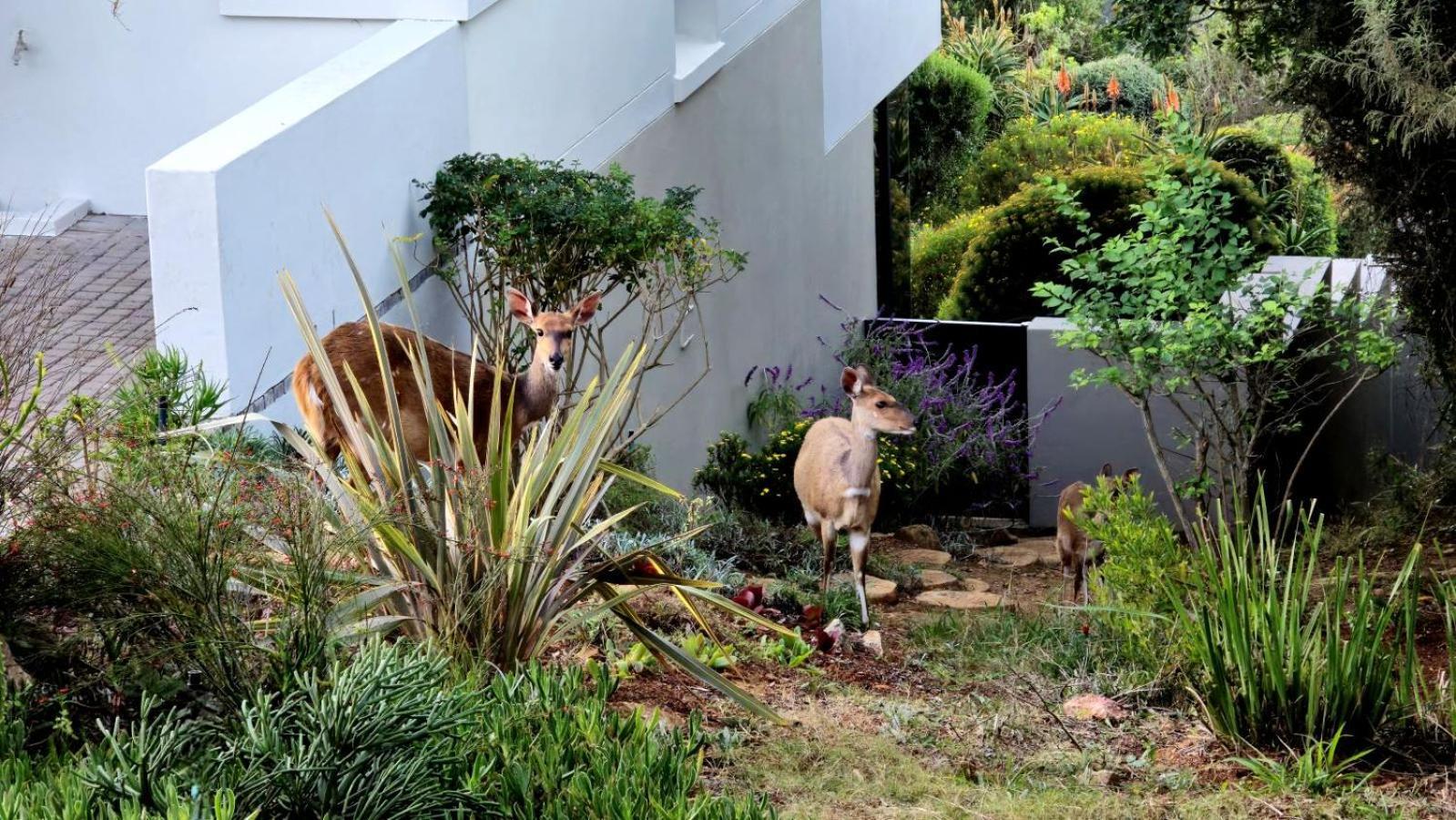 Oubaai Villa By Raw Africa Collection Teluk Herolds Bagian luar foto